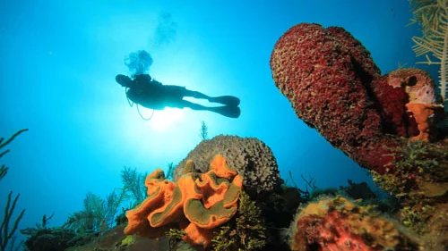 “Beginner divers practicing skills in Varadero, Cuba”