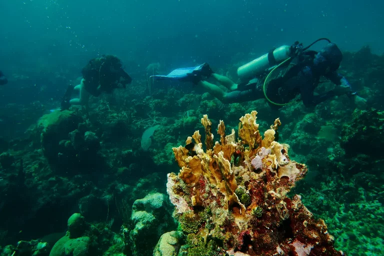 Barrier reef with sponges at Bacunayagua near Varadero