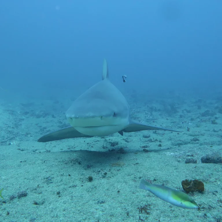 Sharks diving in Santa Lucia Cuba