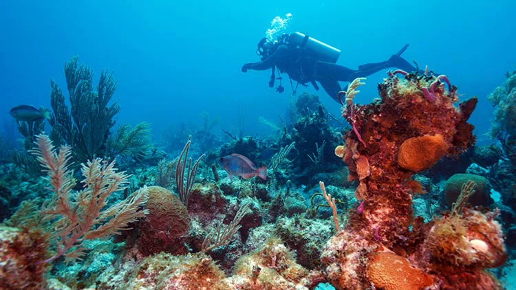 Instrufcteur PADI guidant un élève pendant une plongée d’entraînement.