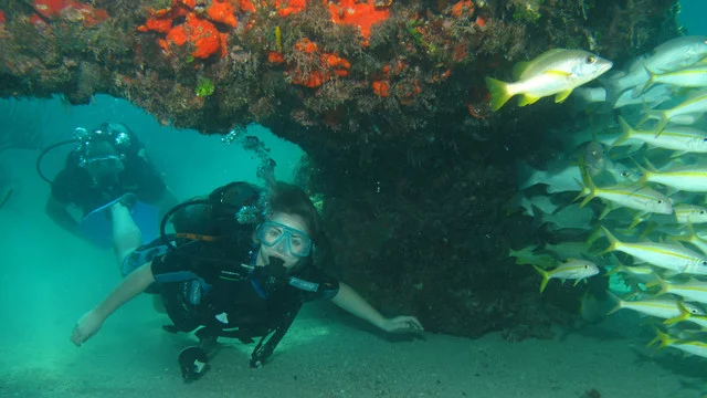 Scuba diver surrounded by marine life in clear Caribbean water