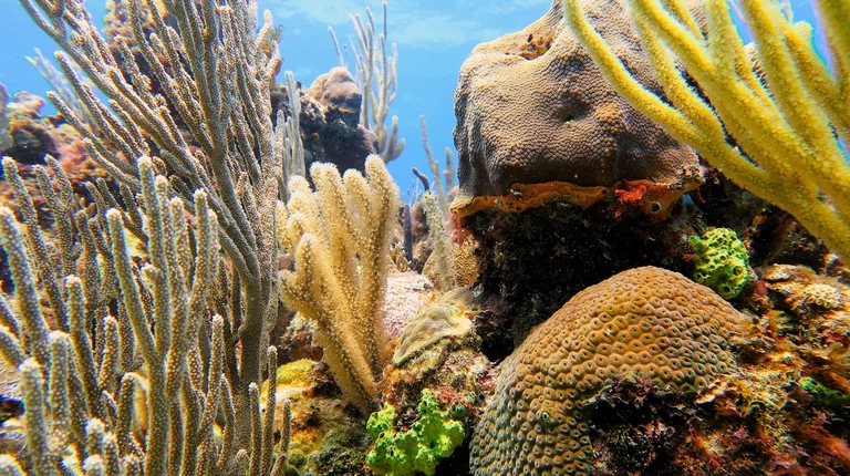 “Barrier reef with sponges at Bacunayagua”