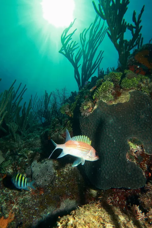Tropical fish moving around Sletreal Wreckage in Cuba diving site