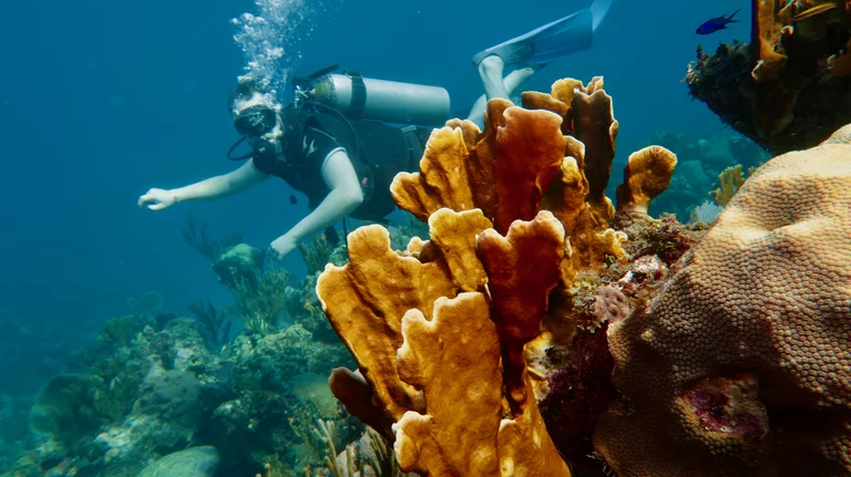 Scuba diving training for beginners in Varadero coral reef