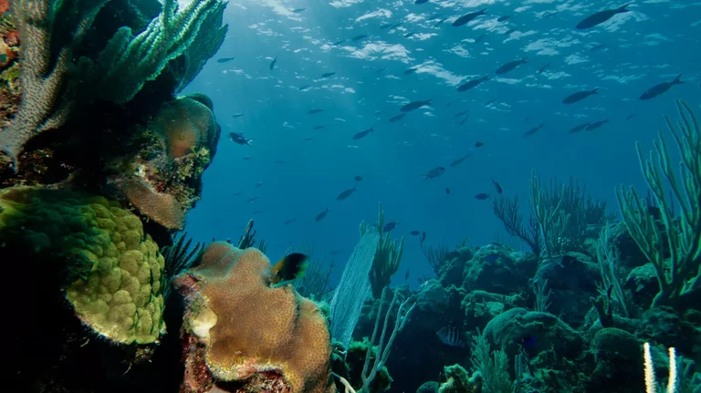 Coral reef in with tropical fish and ray swimming nearby Varadero