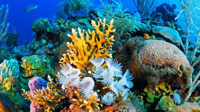 Murène cachée dans un récif corallien à Puerto Escondido, Cuba