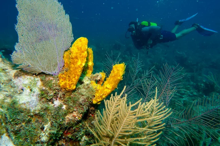 Scuba diving in Cuba with marine life and fish