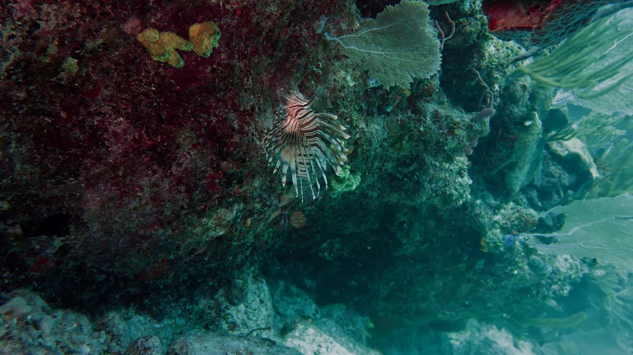 “Colourful reef fish around corals in Varadero”