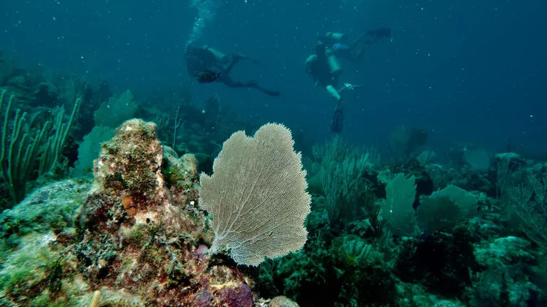 Scuba divers swimming in clear shallow reef with sunlight rays in Varadero