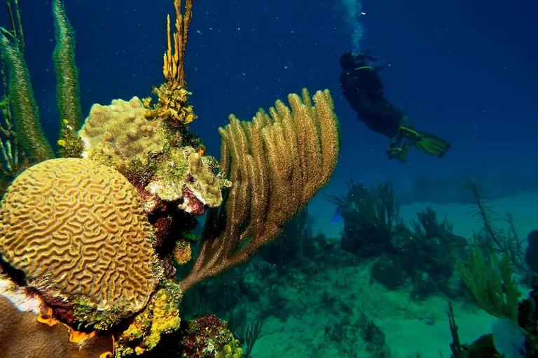 Scuba diving in Cuba with marine life and fish