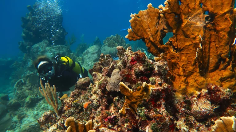 Diver exploring coral reef with fish in Varadero