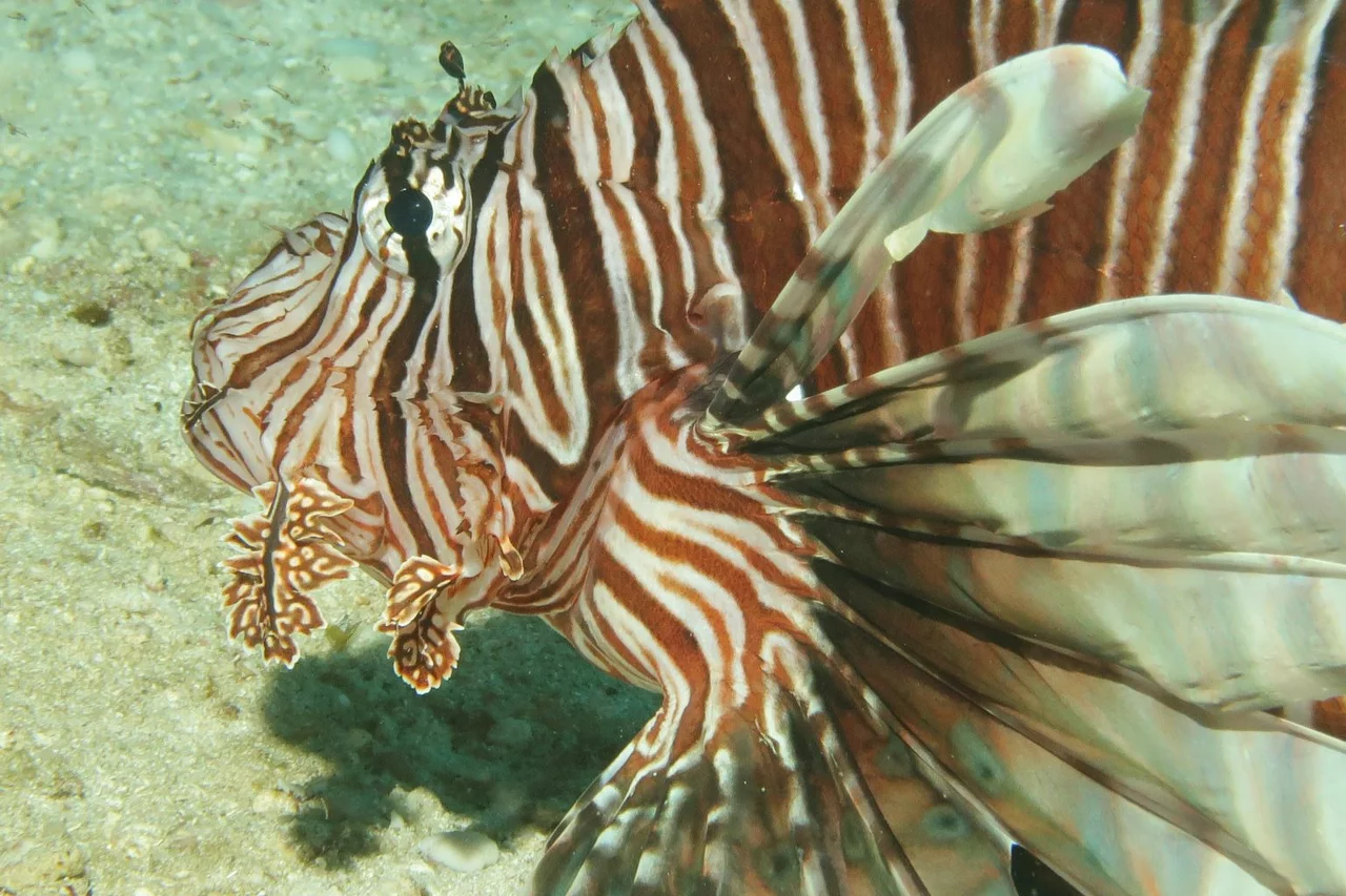 “Close-up of Lion fisf in a sea “