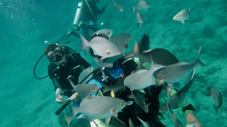 First time scuba diving experience in Varadero with fish