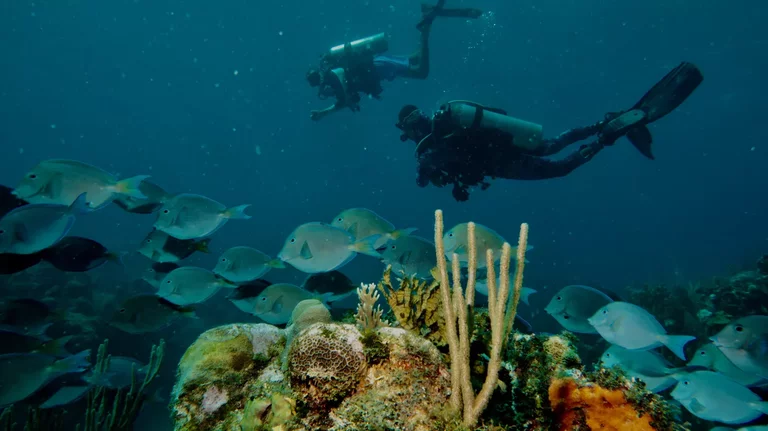 Beginner scuba diver exploring coral reef with tropical fish in Varadero