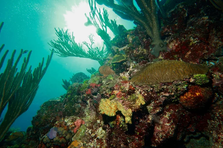 Coral reef Jardines de la Reina Cuba