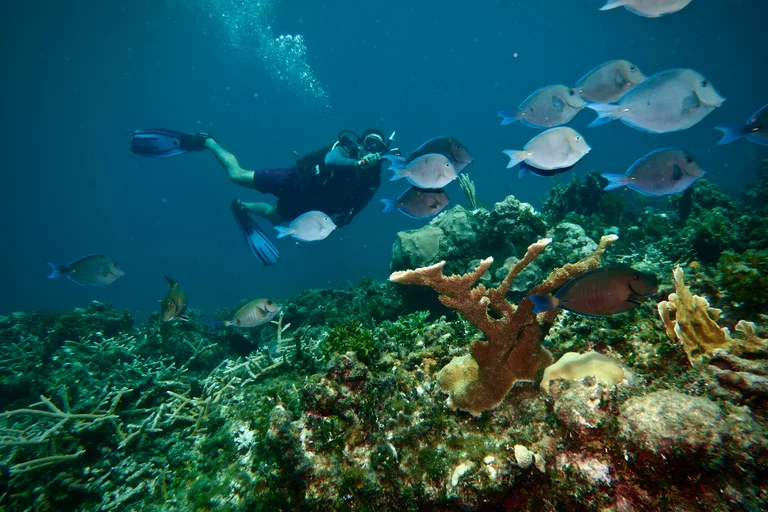 Scuba diver exploring colorful coral reef with tropical fish in Varadero Cuba