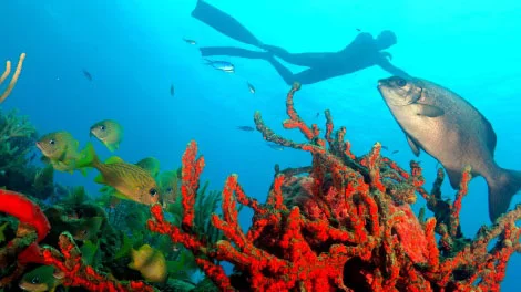 “Snorkeling Adventures exploring shallow reef in Cuba”