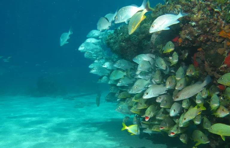 Colorful coral reef in Matanzas Province, Cuba