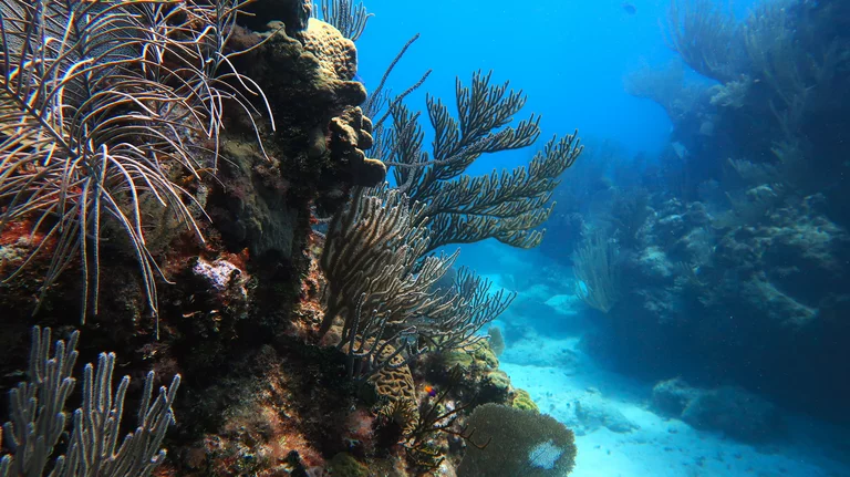 “Scuba diving with Caribbean reef fish in Bacunayagua”