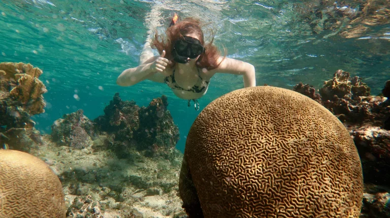 Snorkeler observing tropical fish and coral reef in Varadero Cuba