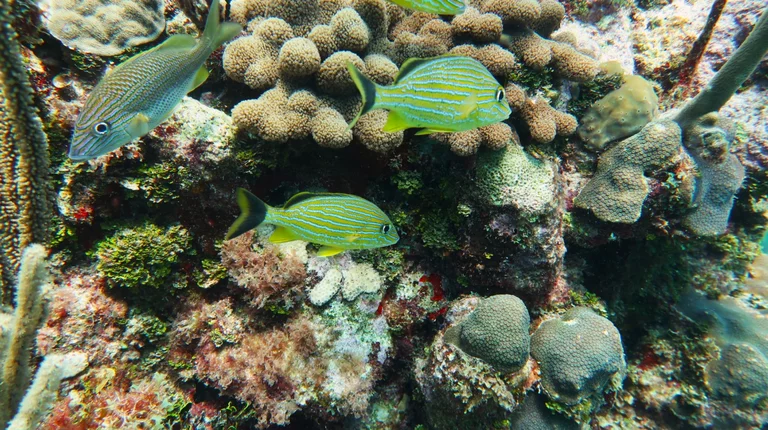 Écosystème marin avec coraux et poissons tropicaux à Cuba